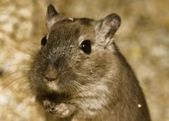 hamster