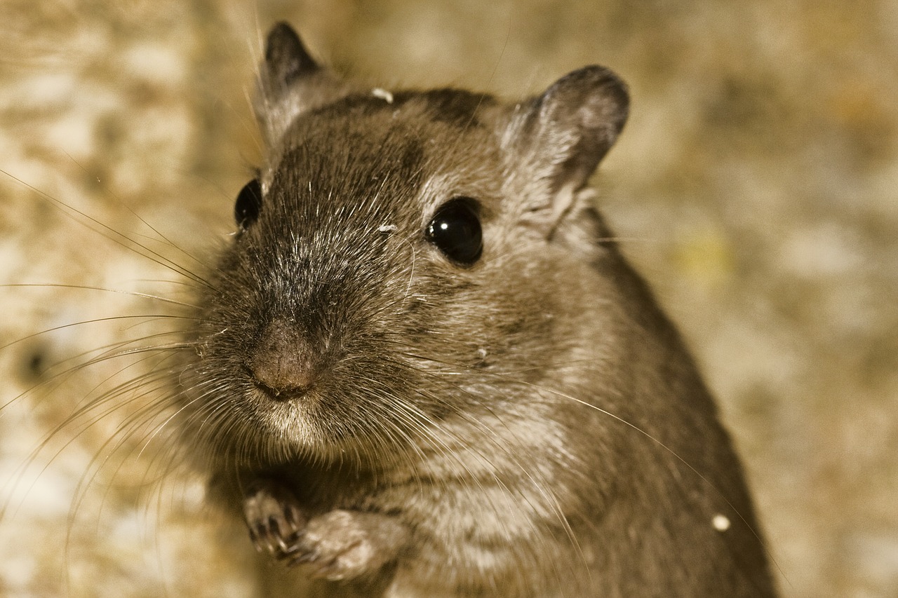 Supplies You Need for a Hamster post thumbnail image