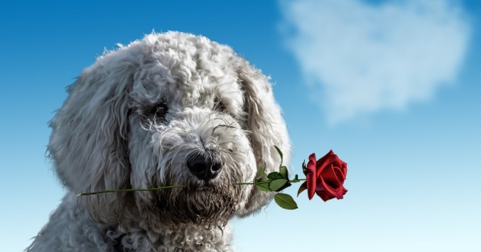a dog with a flower