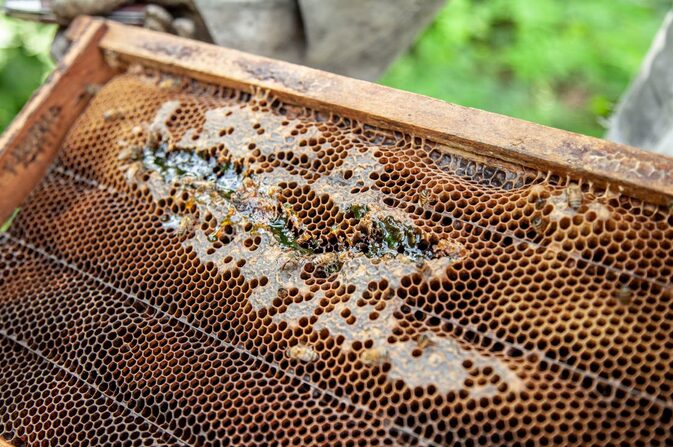 Proven Health Benefits of Bee Resin: From Immune Support to Wound Healing post thumbnail image